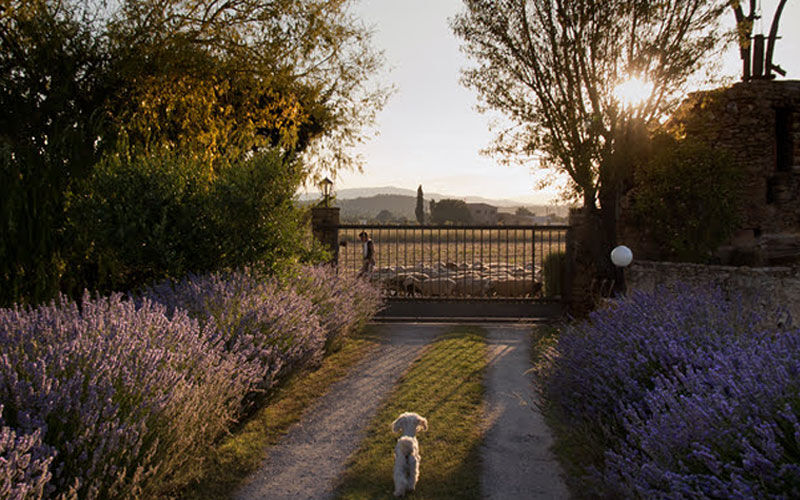 Hotels que accepten gossos i mascotes per al pont de La Puríssima